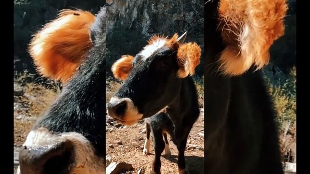 Почему животные зевают? смотреть онлайн