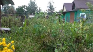 Во саду ли ,в огороде