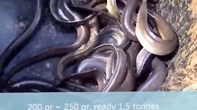 Live Eels (Unagi) for Sale, Bandung, West Java, Indonesia смотреть онлайн