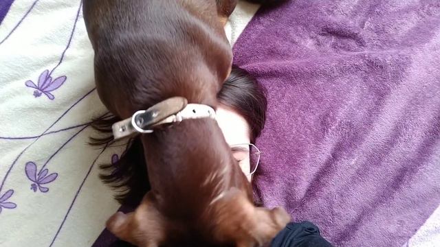 в Казань с собакой на машине | vlog от 04.05.2021 смотреть онлайн