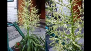 Цветущая Бокарнея, Нолина, Слоновое или Бутылочное дерево