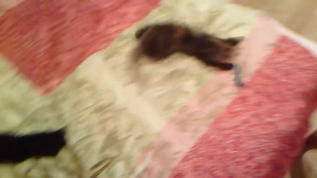 Ласка и носок ч. 1 смотреть онлайн