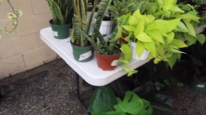 How to Get Plants for FREE! | FREE PLANTS!