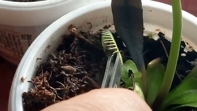 Венерина мухоловка кормим смотреть онлайн