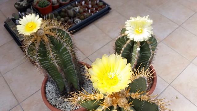 Astrophytum Ornatum Big&old Cacti Plants