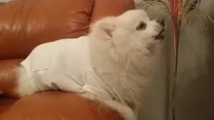 Прикольный вой шпица!!!