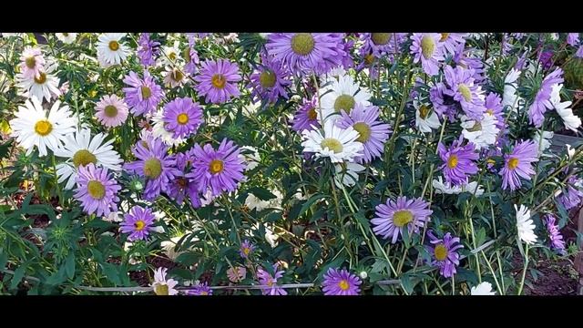 ВЛОГ  ДАЧНЫЕ ЗАРИСОВКИ | Лида-Хозяюшка варит суп из груш смотреть онлайн