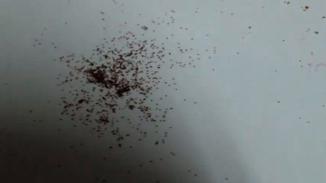 СВОИ СЕМЕНА КЛУБНЕВОЙ И ВЕЧНО-ЦВЕТУЩЕЙ БЕГОНИИ