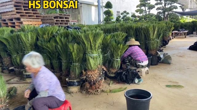 Wholesale Cycas Revoluta potted with leaves смотреть онлайн