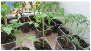 ОБЗОР РАССАДЫ ЧАСТЬ 1. 2021 год.