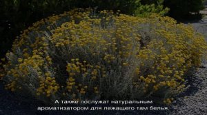 Полезные свойства сантолины — где еще используют растение, кроме садоводства