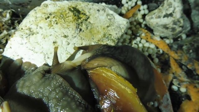 #СПАРИВАНИЕУЛИТОКАХАТИН#РАЗМНОЖЕНИЕФУЛИК#КЛАДКААХАТИН#КУПЛЮАХАТИНПРОДАЮ#МАРИМИСТИКПИТОМНИКАРХАХАТИН смотреть онлайн