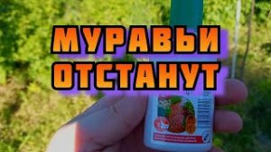 Муравьи оставят вас в покое. Тестирую средство от муравьёв