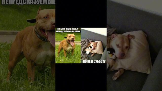 #мемы#реки#втоп смотреть онлайн