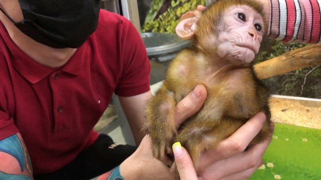 KRISTINKA BLONDINKA в трогательном зоопарке, обезьянки, кролики, поросёнок, морские свинки, шиншилк смотреть онлайн