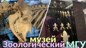 Зоологический музей МГУ: змеи, бабочки, скелеты и многое другое