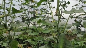 Ранний огурец директор плюсы и минусы