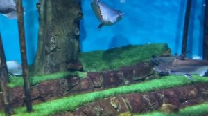 Москвариум вднх. Москвариум обзор