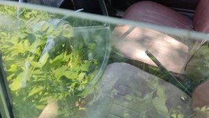 Забытая машина ЗАЗ 968М