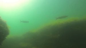 Подводная охота в Каспийское море рядом с Баку