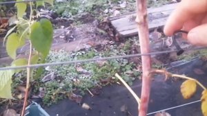 Тапенер для подвязки, нужен он нам или нет разберёмся. ???