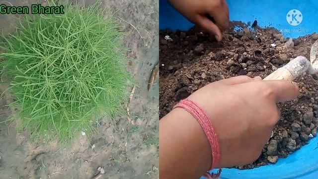 how to grow kochia plant | कोचिया कैसे लगाये | kochia scoparia | summer cypress | summer plant смотреть онлайн