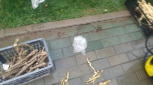 Быстро отмыть и почистить корень хрена
