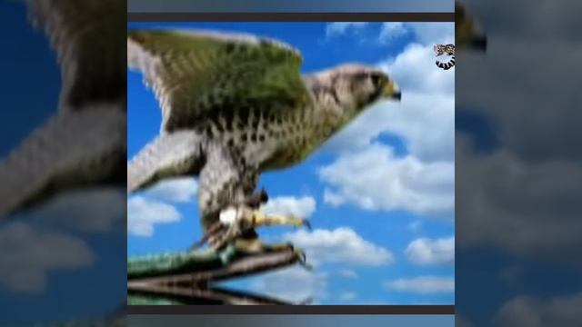 ПАЛАЧ В ДЕЛЕ - Маленькая Певчая ПТИЧКА , РАЗДЕЛЫВАЮЩАЯ Добычу Как МЯСНИК . СОРОКОПУТ. смотреть онлайн