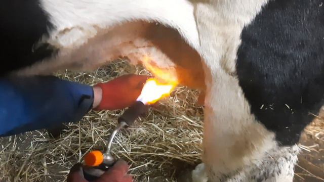 як смалимо (обпалюємо)🔥🔥 вим'я!!🐄 смотреть онлайн