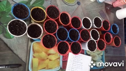 РЕЗУЛЬТАТ ВСХОЖЕСТИ СЕМЯН. СЕМЕНА ПАРТНЕР. САДЫ РОССИИ И Т.Д.