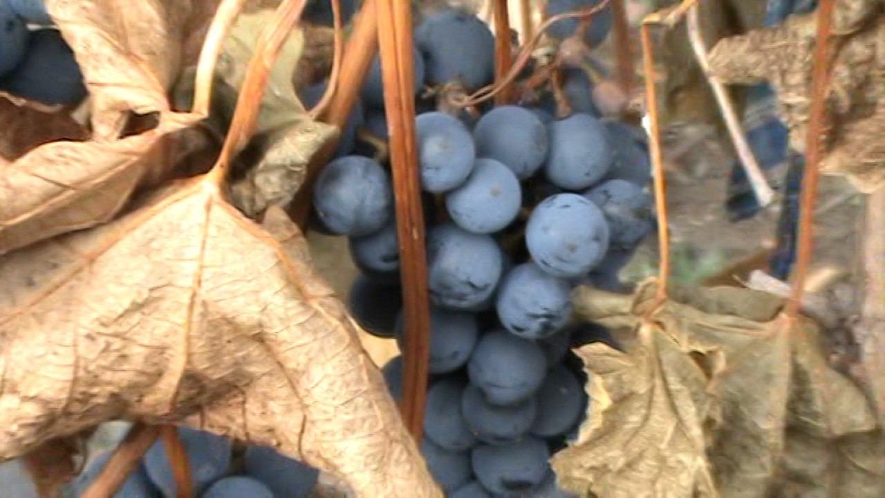 русский зимостойкий виноград