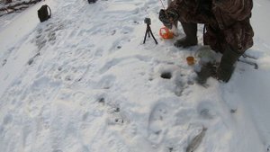 В погоне за крупным хариусом.Мощь самца на плёсе и эмоции на другом конце удочки.2 дня на 1-ой реке.