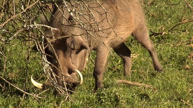 Life on the African Savanna смотреть онлайн