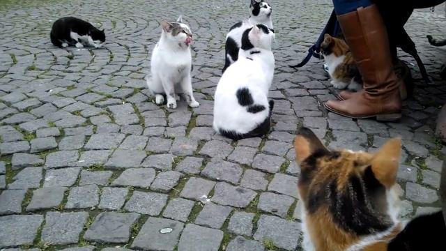Кошки в Стамбуле смотреть онлайн