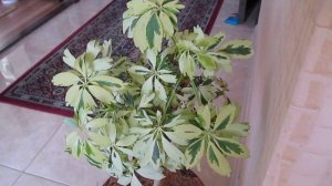 Шеффлера Жанин