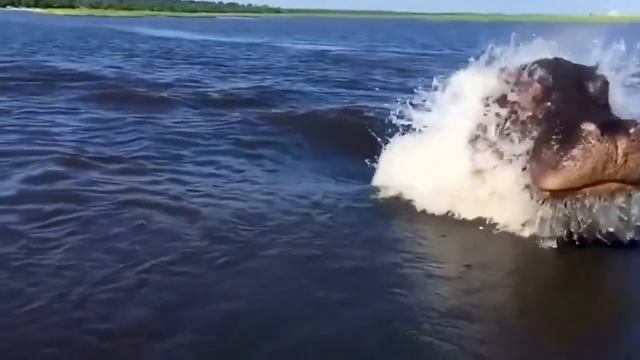 Разозленный бегемот напал на моторную лодку смотреть онлайн
