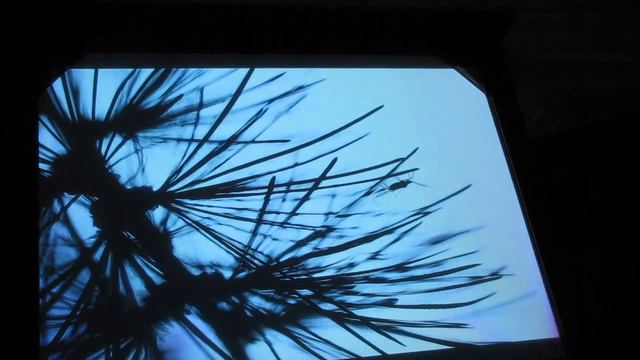 Юлия Втюрина, Некоторые художественные аспекты макро часть-1