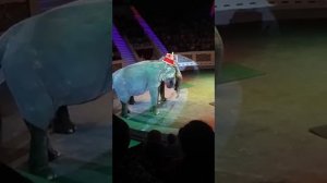 ИТАЛЬЯНСКИЙ ЦИРК
В Нижнем Тагиле... Слоны!