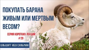 Ильшат Абу Сальман. Покупать барана живым или мертвым весом? Серия лекций Курбан-Байрам