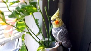 Корелла попугай крючком/Crochet cocatiel stuffed animal /Crochet toy parrot