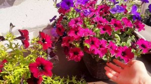 ДВА СПОСОБА СОХРАНИТЬ ПЕТУНИЮ ЗИМОЙ. СОХРАНЯЕМ МАТОЧНИК ИЛИ УКОРЕНЯЕМ ЧЕРЕНКИ. МОИМ ЧЕРЕНКАМ 7 ДНЕЙ