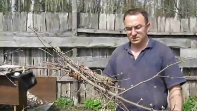 Итог весенней обрезки яблони на даче смотреть онлайн