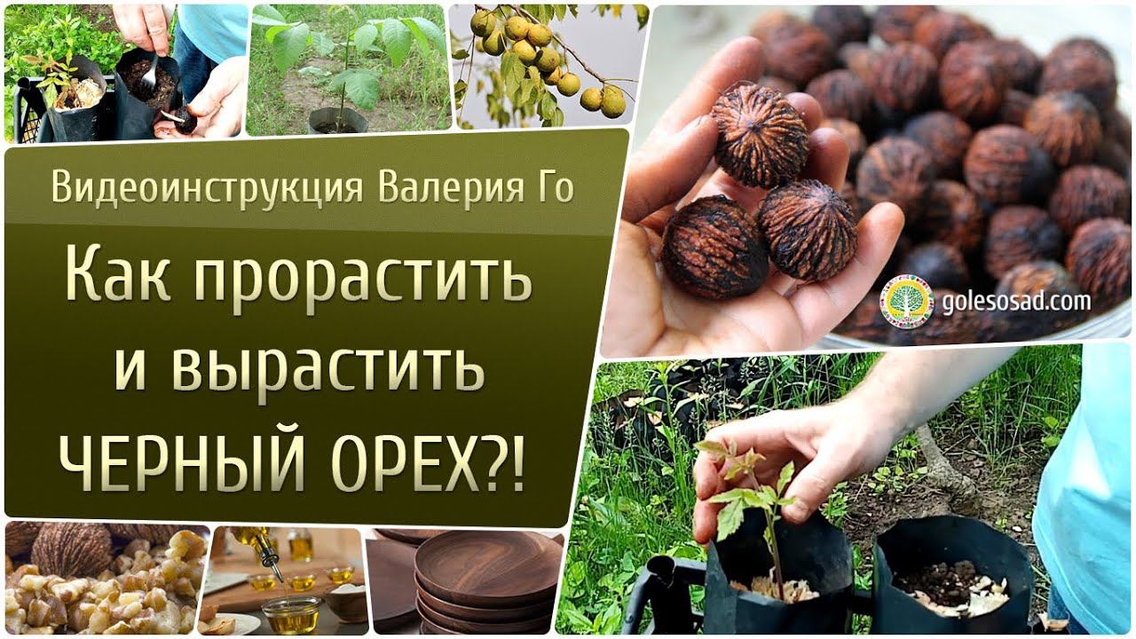 Как прорастить и вырастить черный орех?!