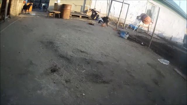 Шелти Юмика Хэппи Стайл (Ника) 4 года смотреть онлайн