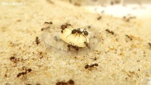 Что если дать муравьям огромные орешки и семечки? Муравьиная ферма. alex boyko