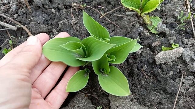 Пора показывать хосты!!! Сеянцам три года. Обзор. Хосты из семян. смотреть онлайн