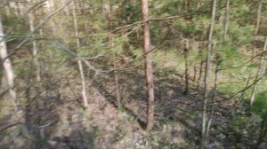 ? Майский жук хрущ / как наловить много хруща ?