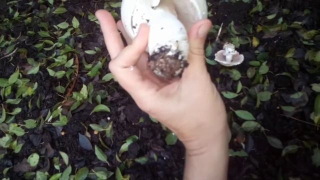 Вырос Шампиньон, но Осторожно, бывают ложные шампиньоны.