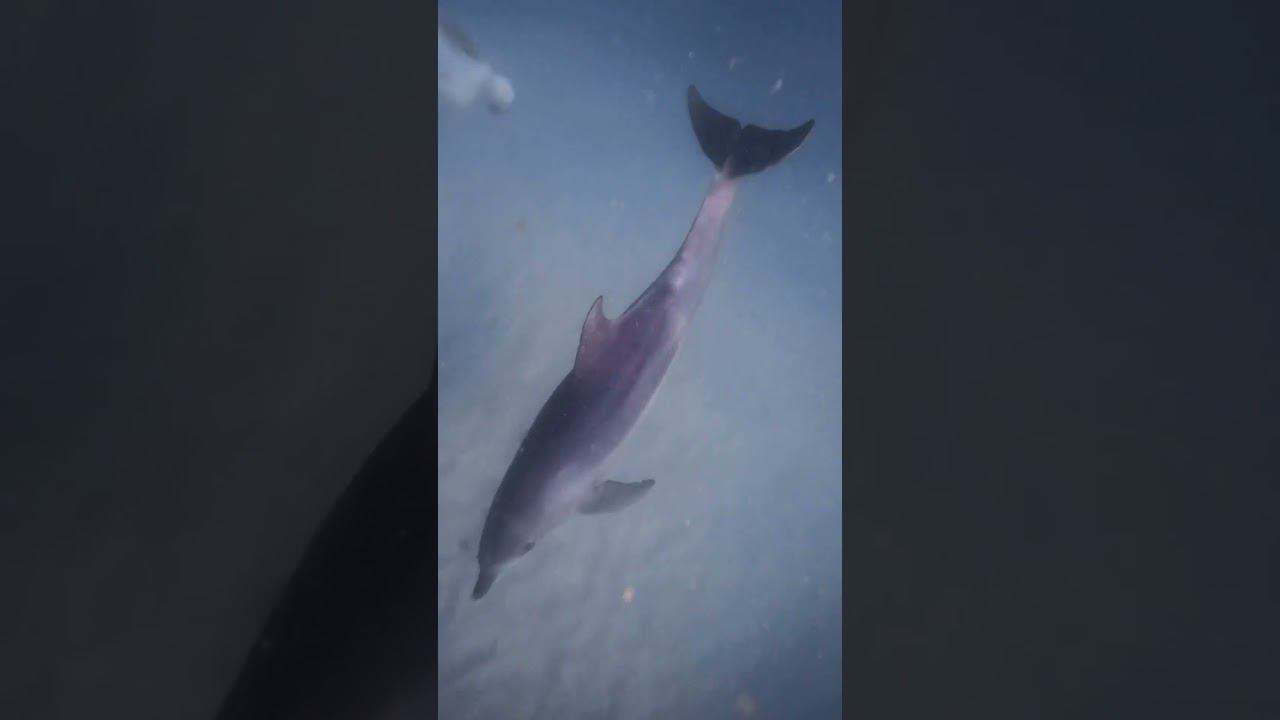 Хотели бы поплавать с дельфинами в их родной среде? #фридайвинг#underwater #freediving #dolphin смотреть онлайн