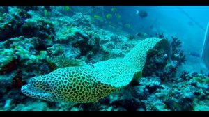 Whale Submarine - Maldives